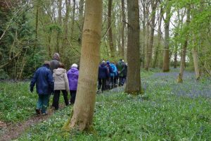 Photo attached shows people on one of the Action Group’s guided walks in the wood among bluebells and anemones, taken on 24 April 2016 (Photo by Frances Wilmot).