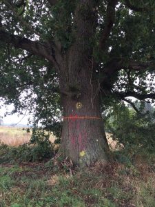 Tree with red mark showing HS2 will cut it down