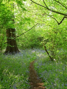 Bluebells in Perivale Wood