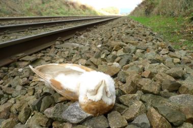 Dead Owl by railway tracks