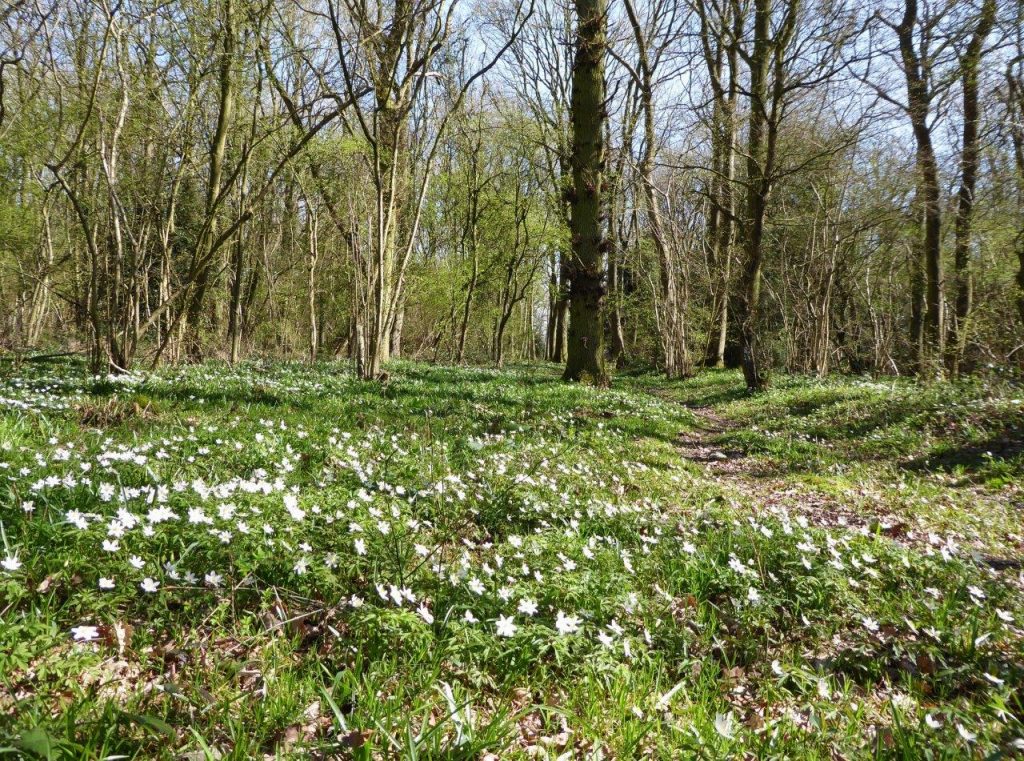 Anemones Sth Cubbington Wood in March, a previous year.