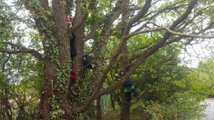 Campaigners in Trees at Harvill Road Protection Camp