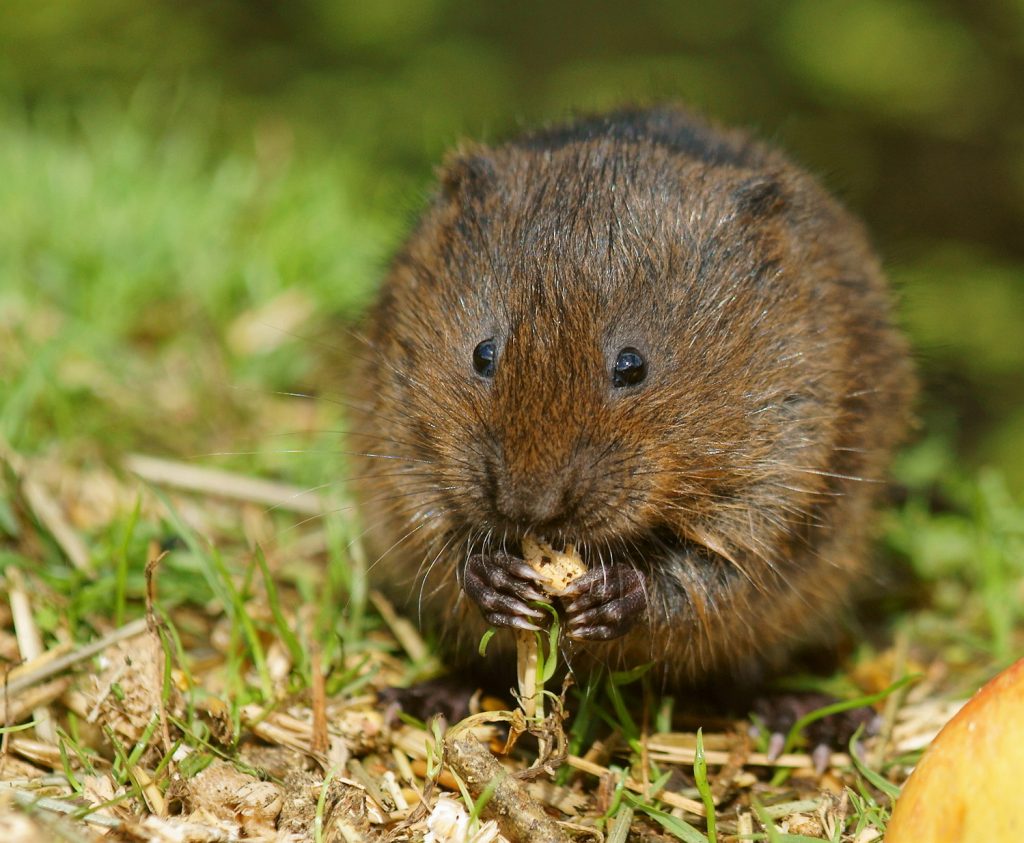 The rare, endangered and protected water vole, which is known to inhabit areas of the park where HS2 is currently working